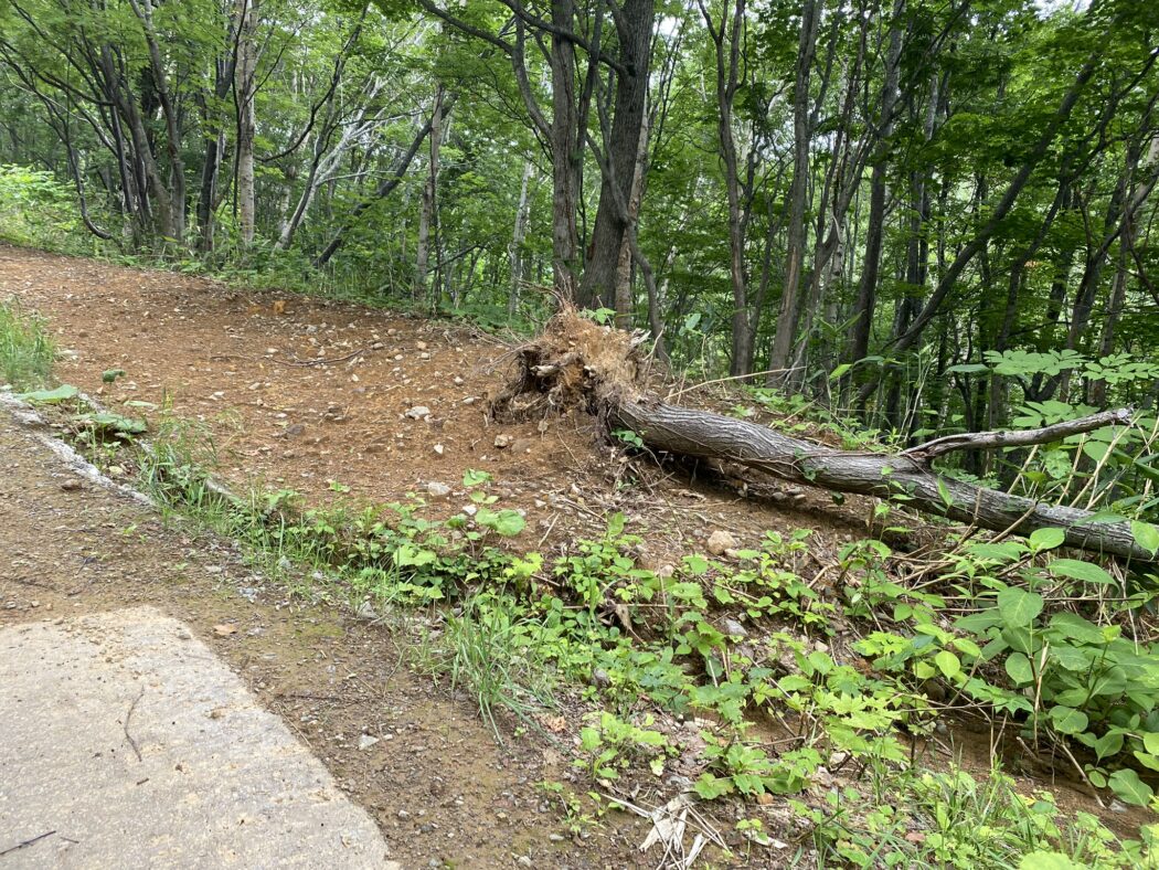 建設予定地に向かう林道で盛り土による道幅拡張が行われていた。そこに育っていた樹木はブルトーザーでなぎ倒されたまま。
